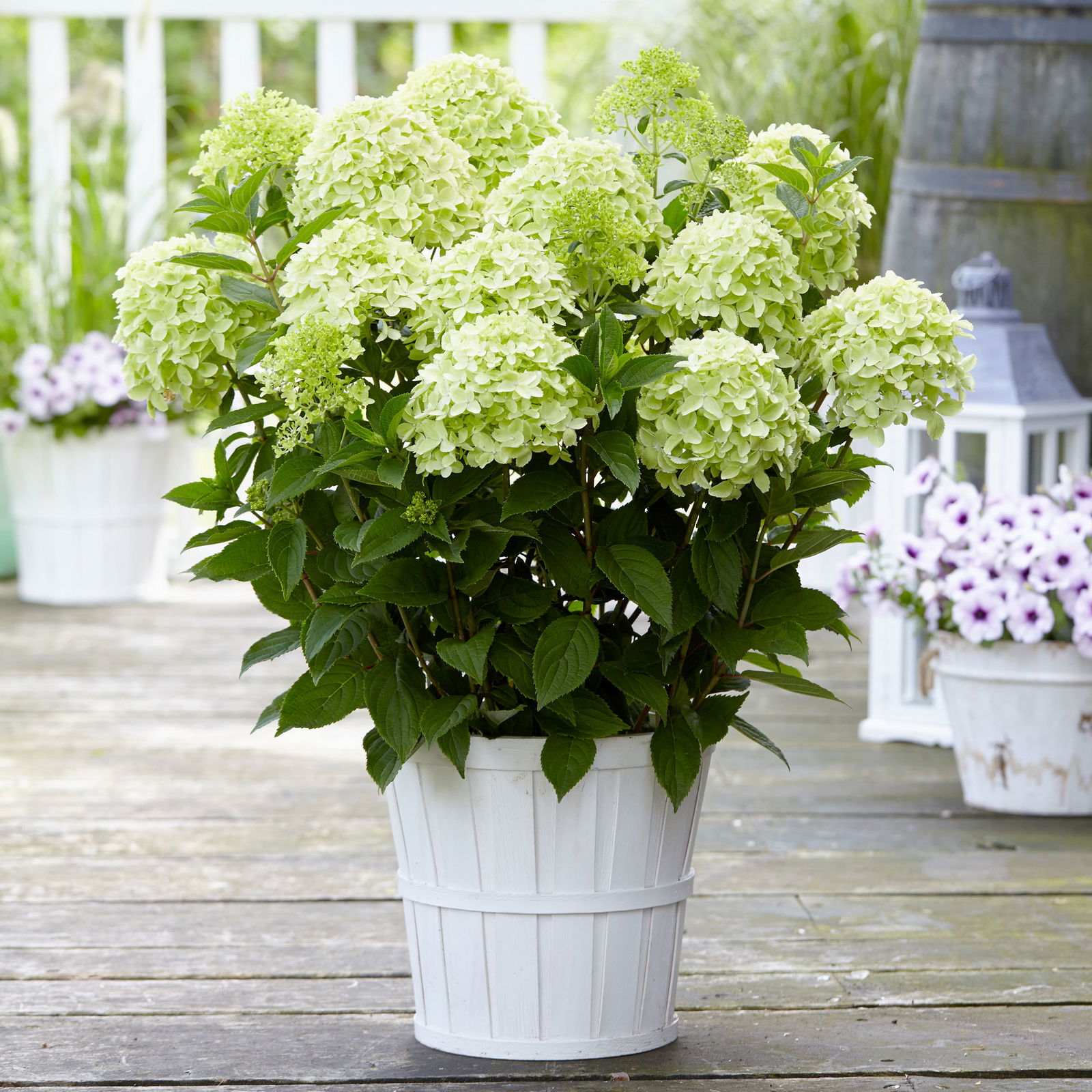 Rispenhortensie 'Whitelight'®, 3er-Set, Höhe 40-60 cm, Topf 5 Liter