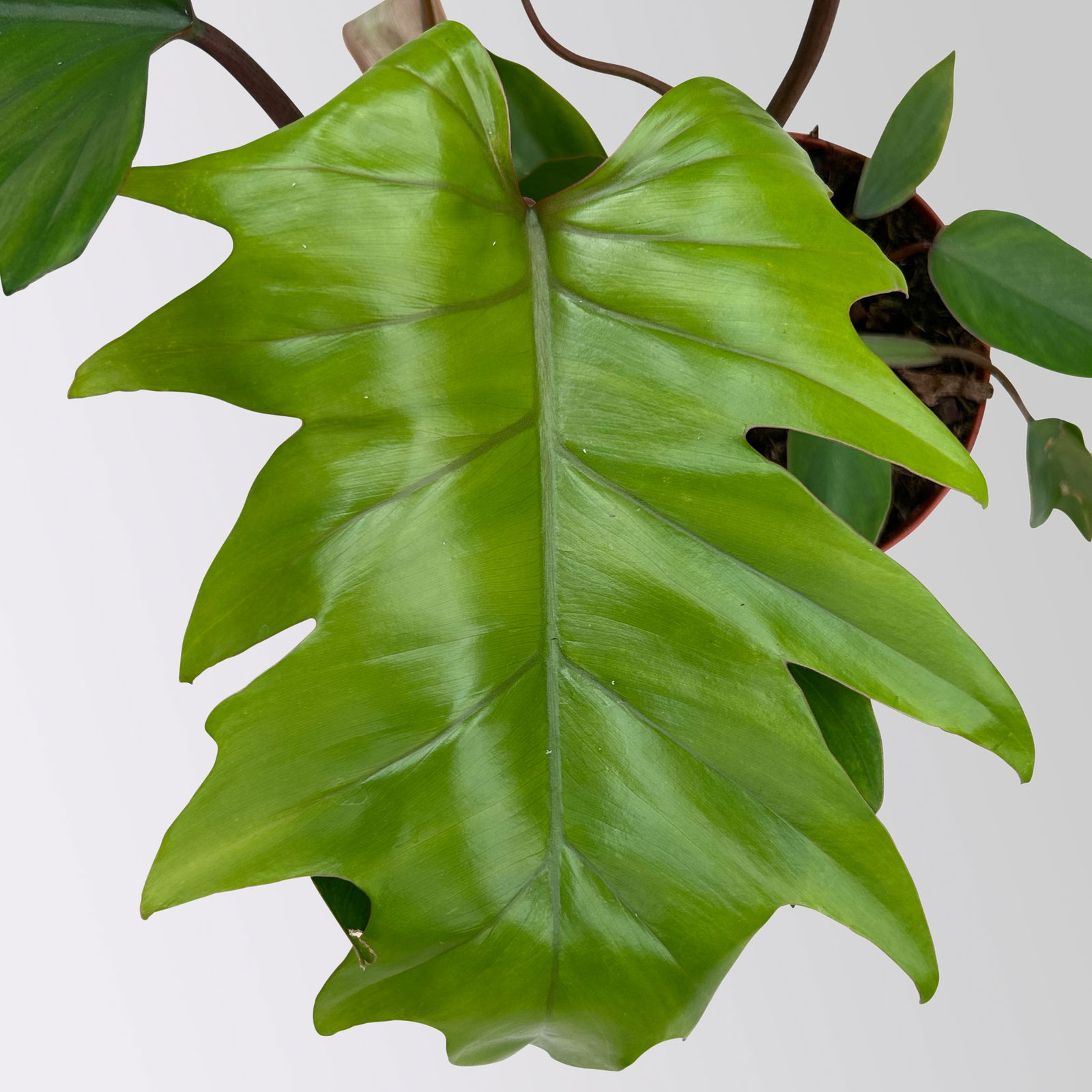 Philodendron mayoi, Topf-Ø 15 cm, Höhe ca. 35 cm