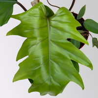 Philodendron mayoi, Topf-Ø 15 cm, Höhe ca. 35 cm