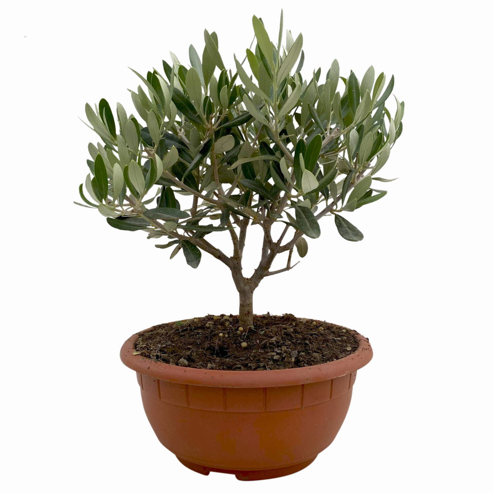 Olivenbaum 'Bonsai', Topf-Ø 20 cm, Höhe ca. 45 cm