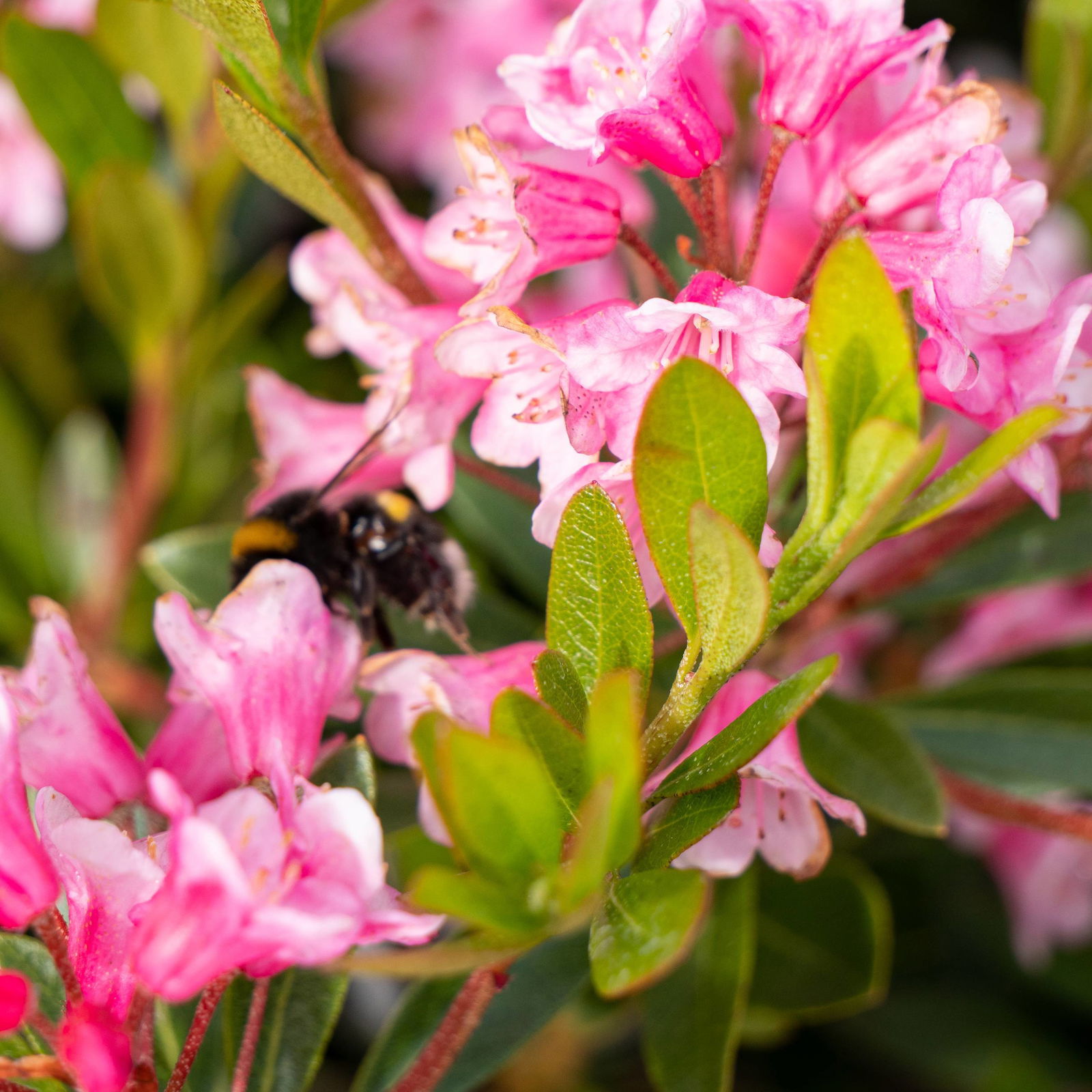 Rhododendron 'Bloombux'® Magenta, 6er-Set, Höhe 20-25 cm, Topf 2 Liter