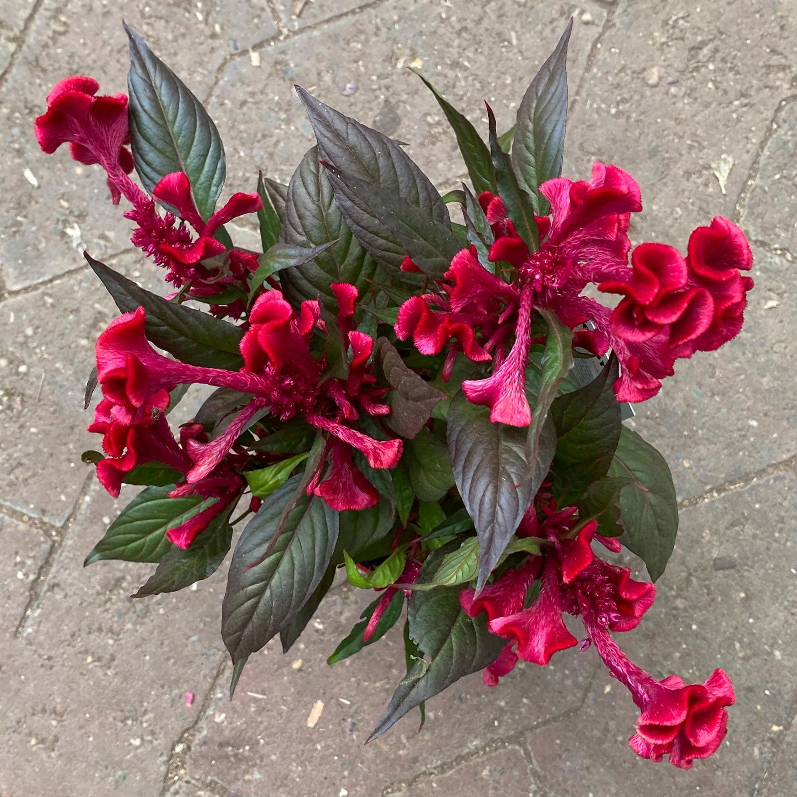 Celosia 'Hot Topic Red' rot, Topf-Ø 12 cm, 6er-Set