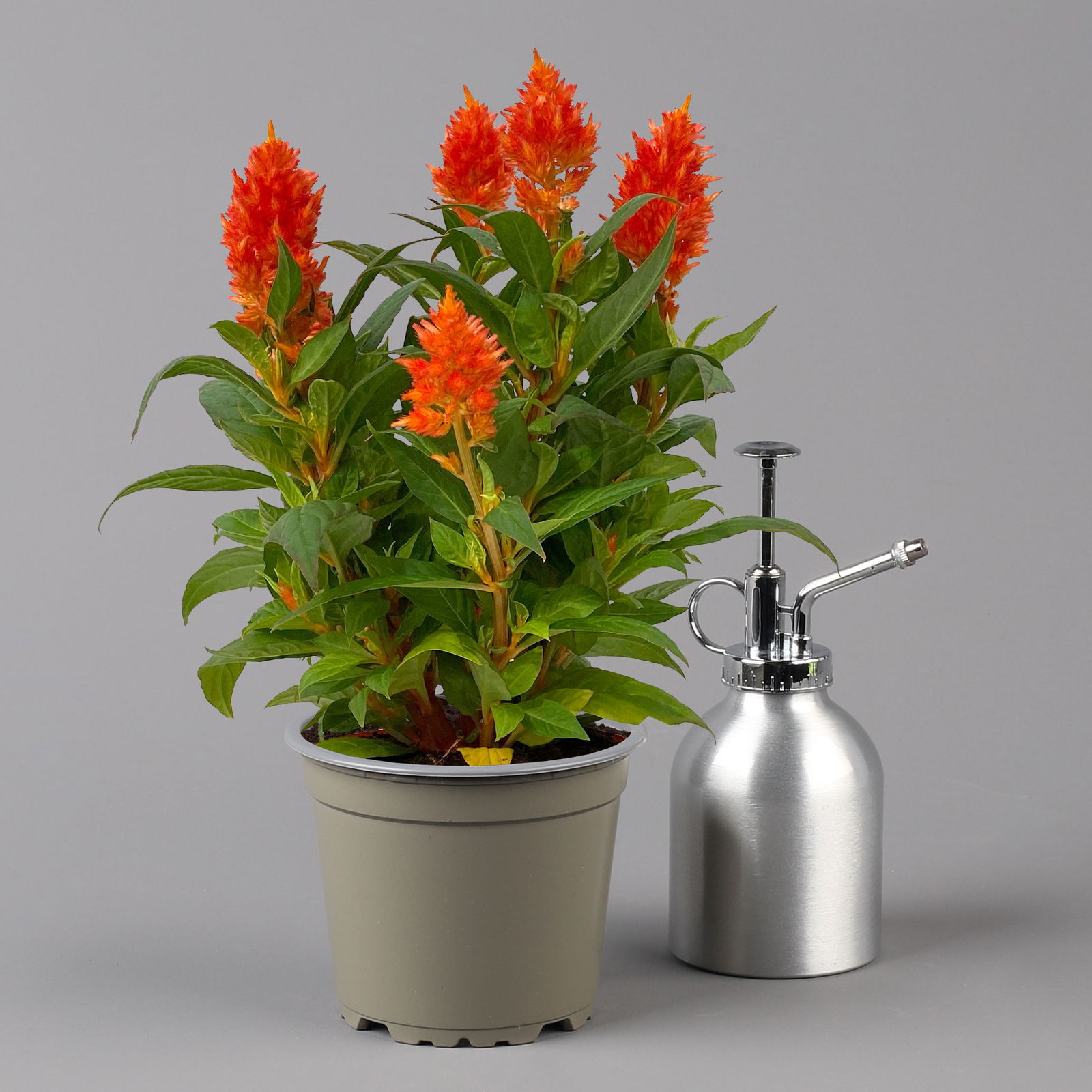 Celosia 'Kelos Fire Orange' orange, Topf-Ø 12 cm, 6er-Set