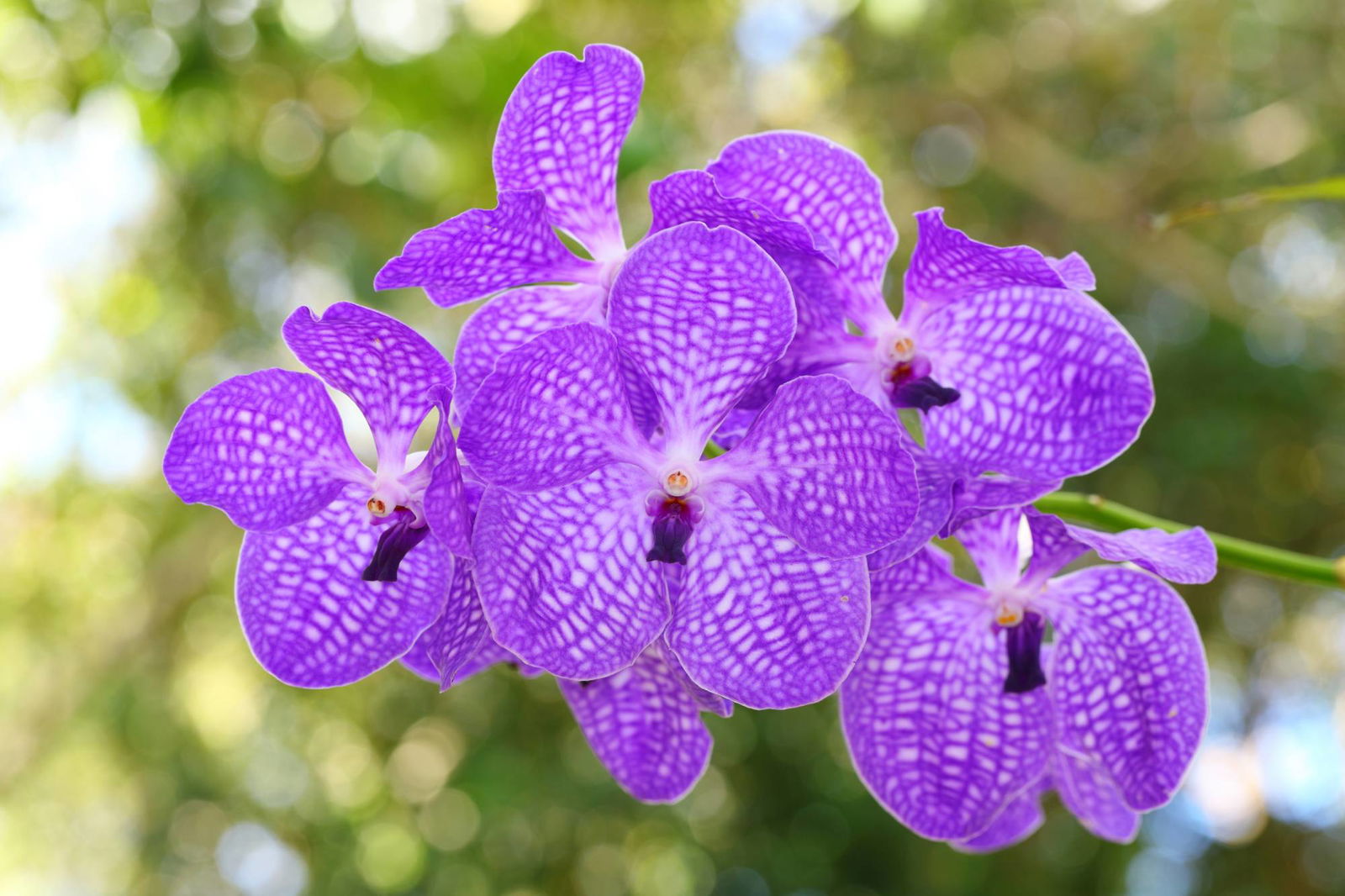 Vanda