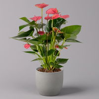 Flamingoblume, 'Pink Champion', pink, Topf-Ø 14 cm, Höhe ca. 50 cm