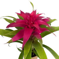 Guzmania 'Deseo Pink', pink, Topf-Ø 12 cm, mit Korb Maki, Höhe ca. 50 cm