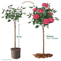 Stammrose 'Laudatio'®, Edelrose, Stammhöhe 60cm im 7,5 Liter Topf