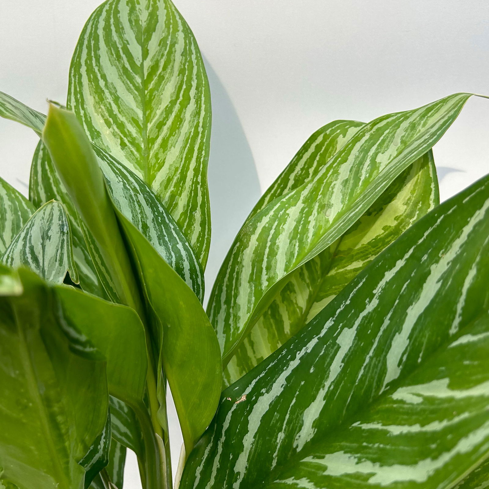 Aglaonema 'Stripes', Topf-Ø 17 cm, Höhe ca. 50 cm