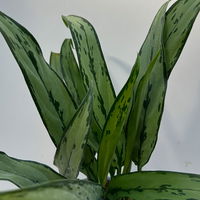 Aglaonema 'Cutlass', mit Übertopf Dallas weiß, Topf-Ø 12 cm