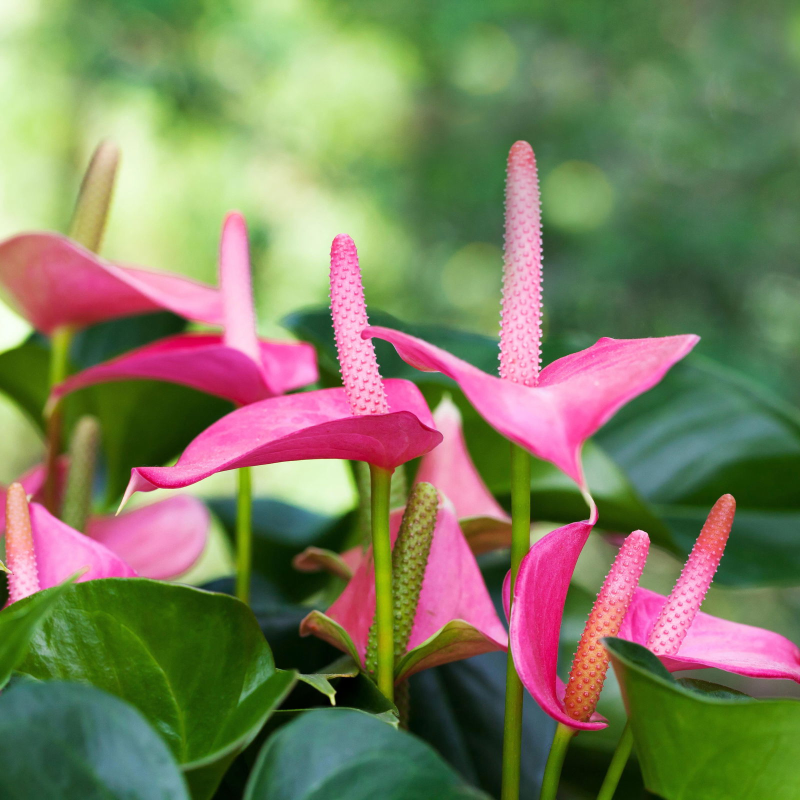 Flamingoblume, 'Pink Champion', pink, Topf-Ø 14 cm, Höhe ca. 50 cm