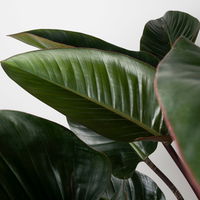 Philodendron 'Red Beauty', Topf-Ø 27cm, Höhe ca. 100cm, inkl. Bewässerungssystem