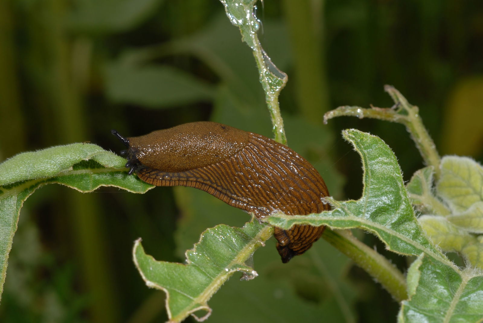 Wegschnecke