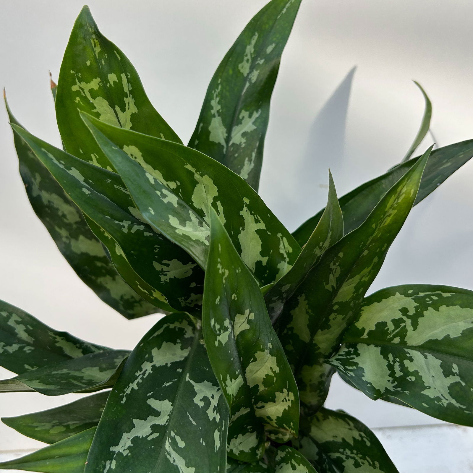 Aglaonema 'Maria', mit Übertopf Dallas weiß, Topf-Ø 12 cm