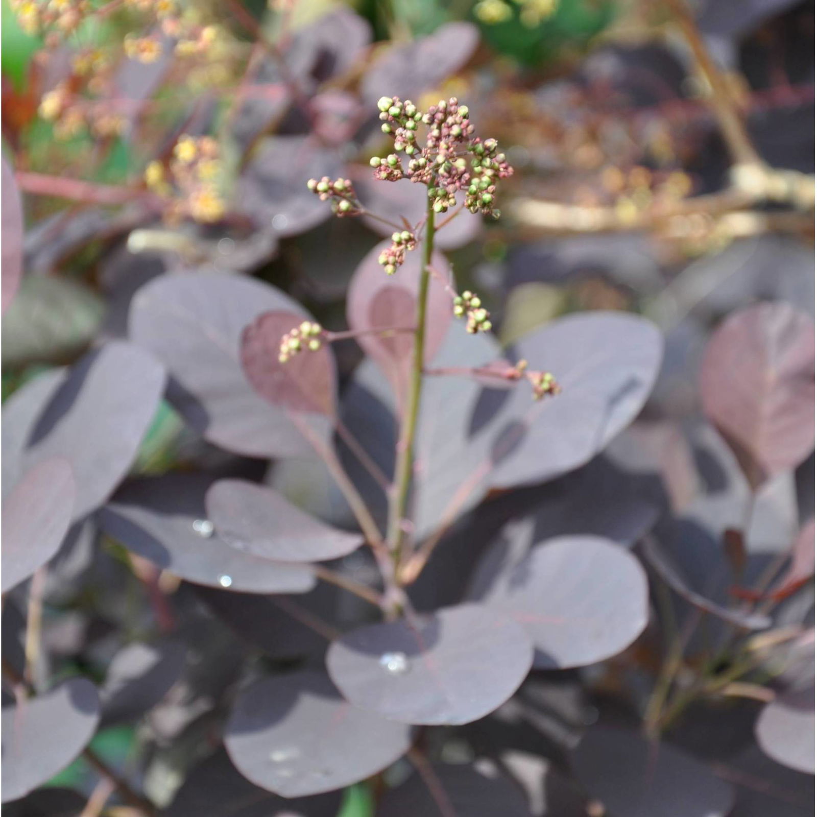 Dunkelroter Perückenstrauch 'Royal Purple', Höhe ca. 20-25 cm, Topf 3 Liter