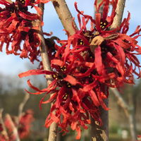 Hamamelis x intermedia ROT, Höhe 60-80 cm, Topf 7,5 Liter