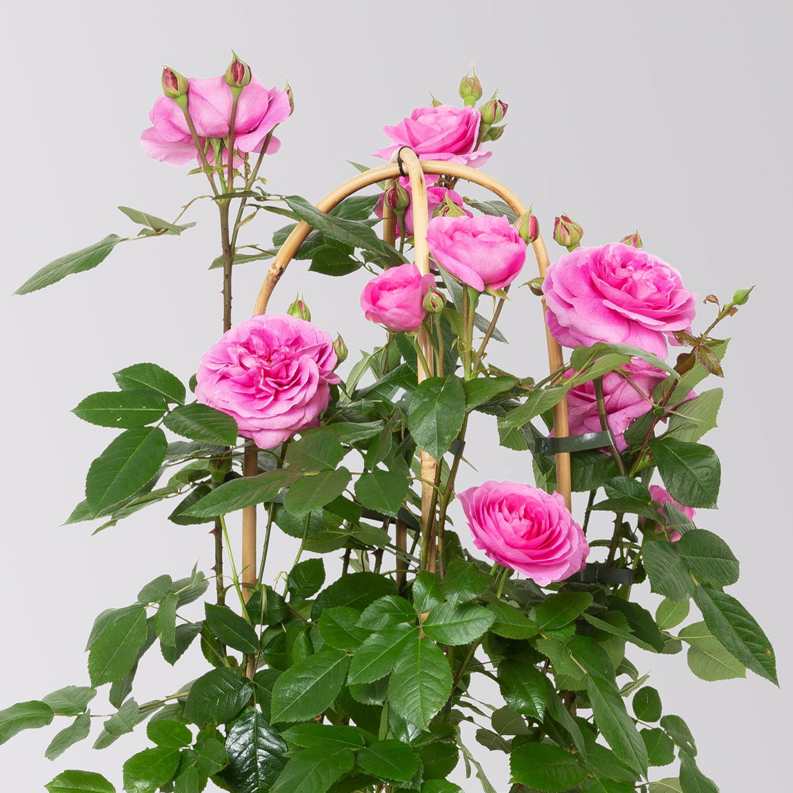 Englische Rose 'Gertrude Jekyll' (Ausbord), rosa, Doppelbogen, Topf 10 Liter