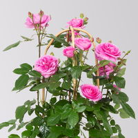 Englische Rose 'Gertrude Jekyll' (Ausbord), rosa, Doppelbogen, Topf 10 Liter