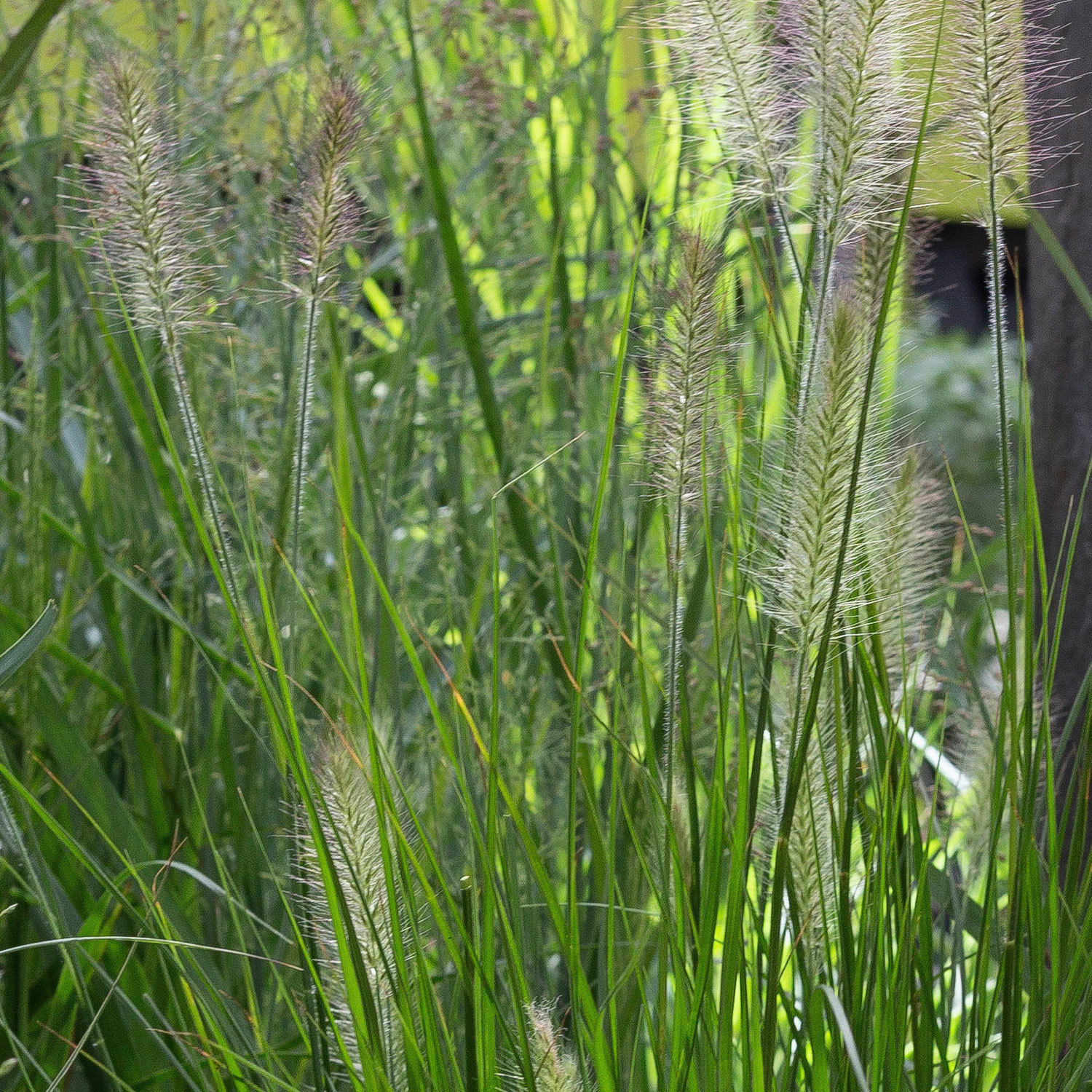 Kölle's Beste Lampenputzergras 'Hameln', 19 cm Topf