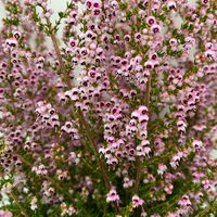 Erica sparsa bunt, Farbe nach Verfügbarkeit, Topf-Ø 12cm, 6er-Set