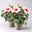 Hibiskus HibisQs®  'Adonicus Rosa' rosa, Topf-Ø 13 cm, 2er-Set