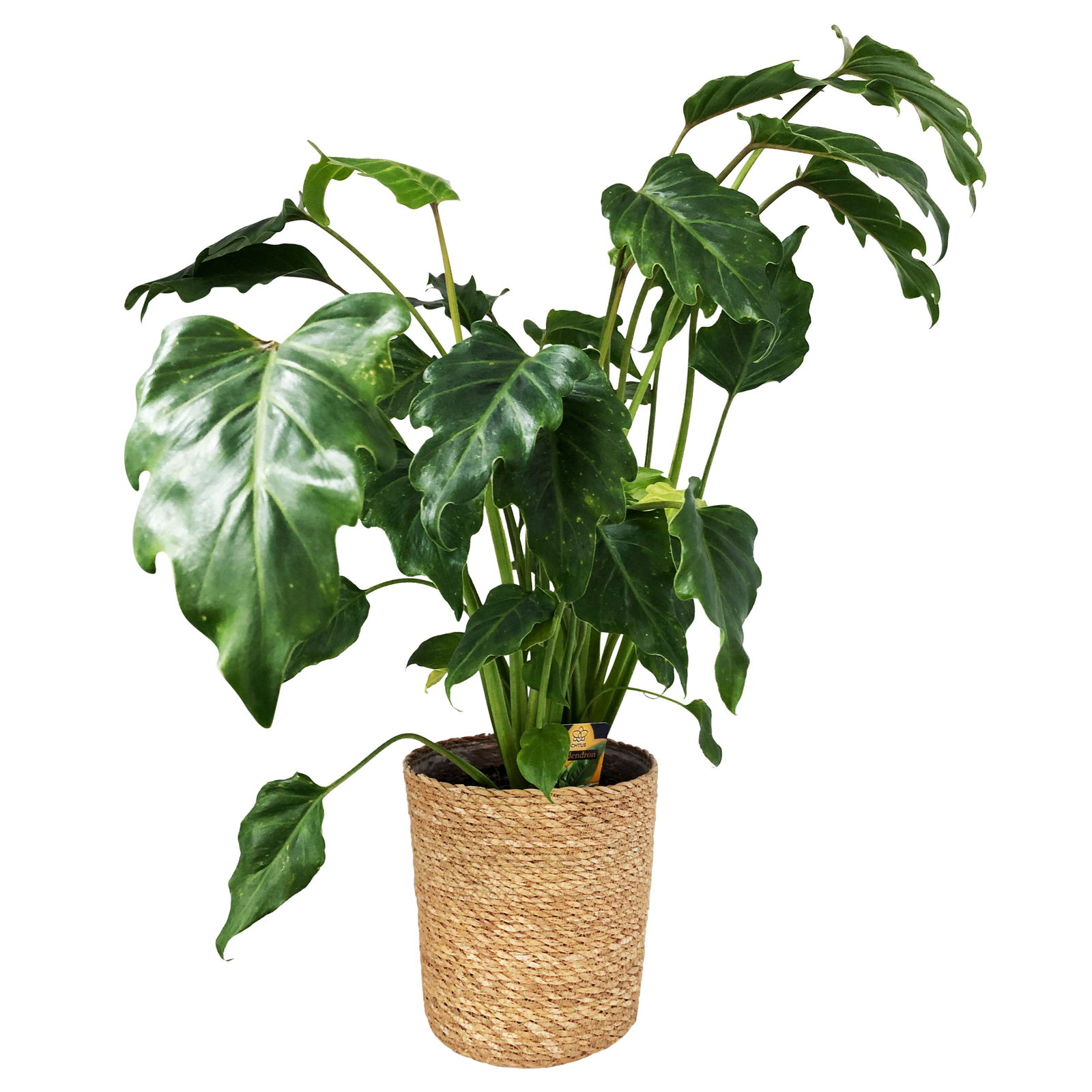 Philodendron xanadu im Korb Maki, Topf-Ø 17 cm, Höhe ca. 55 cm