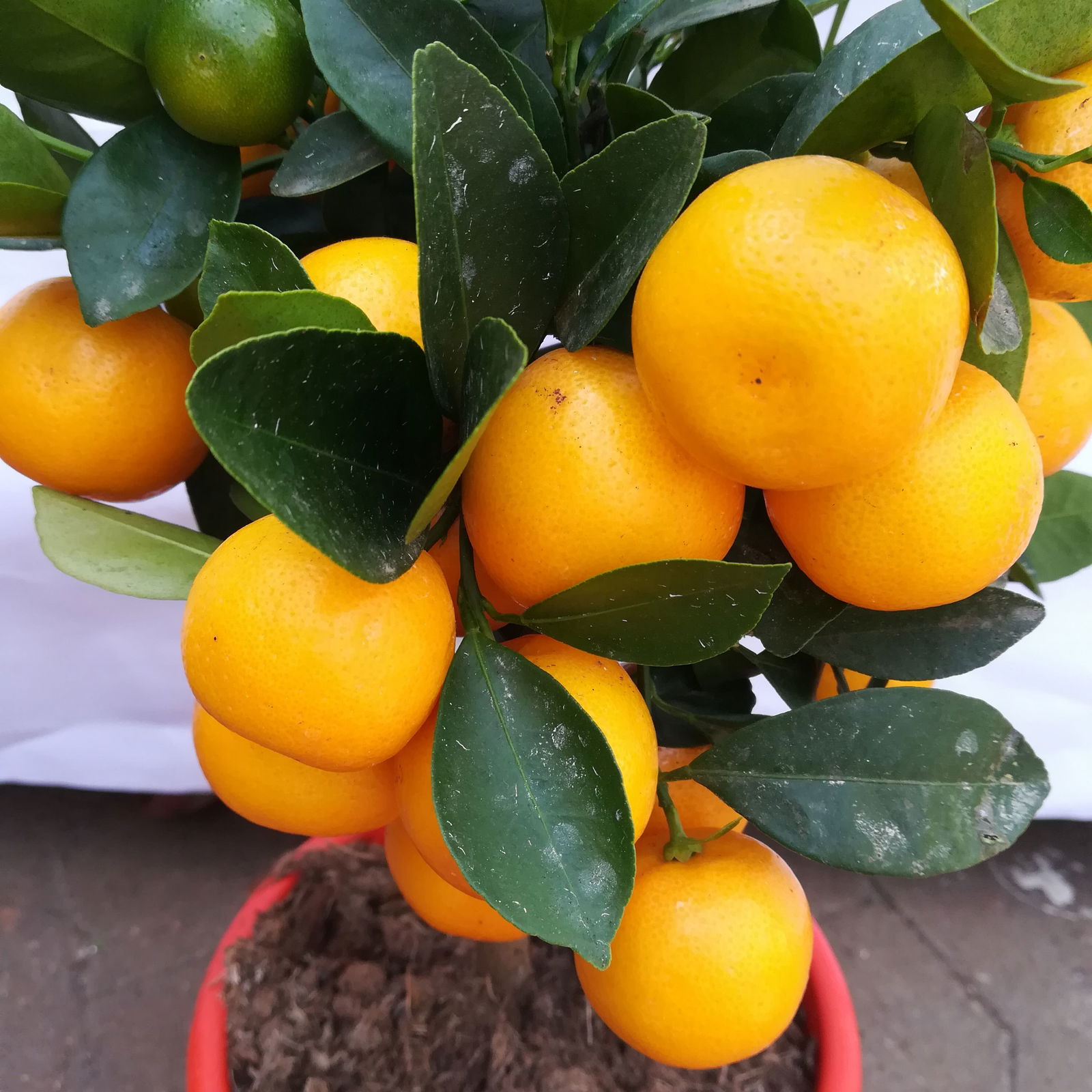 Calamondin, Mini-Stamm, Topf-Ø 15 cm