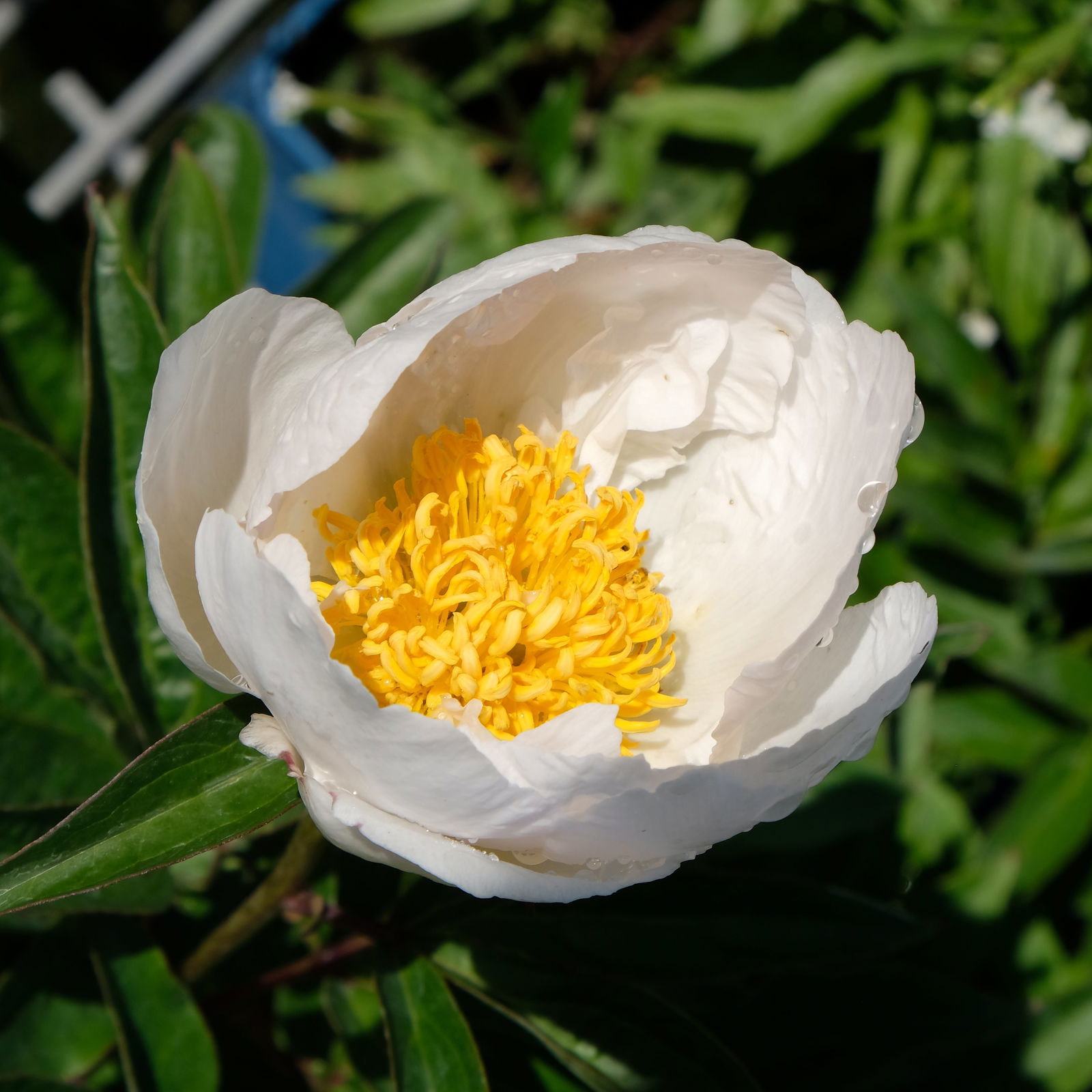 Kölle's Beste Edel-Pfingstrose, Paeonia 'Krinkled White', weiß, Topf 19 cm