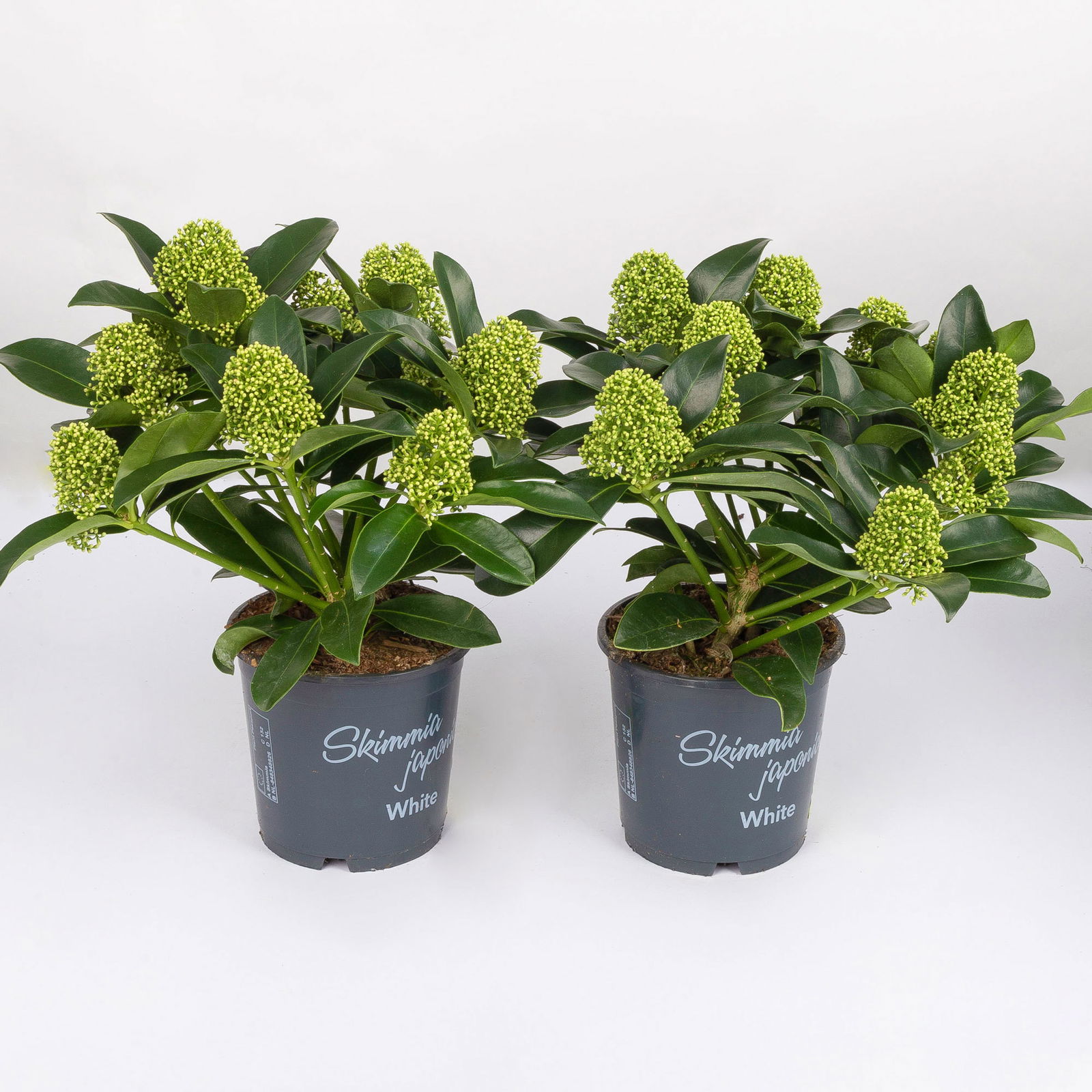 Blütenskimmie 'White Globe'®, Skimmia japonica, weiß, 2er Set, Topf 13 cm Ø