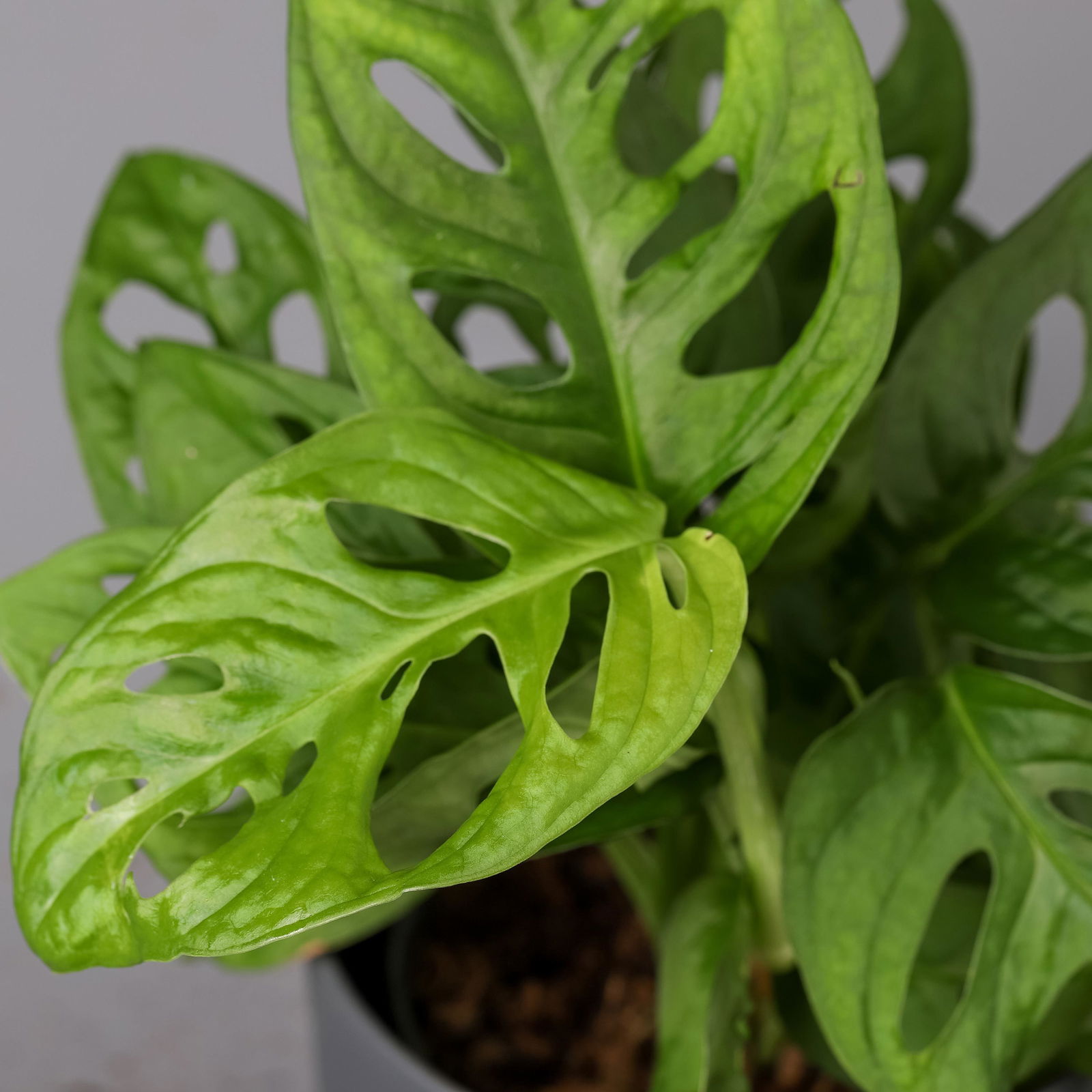 Monstera adansonii, Topf-Ø 12 cm, Höhe ca. 25 cm, 2er-Set