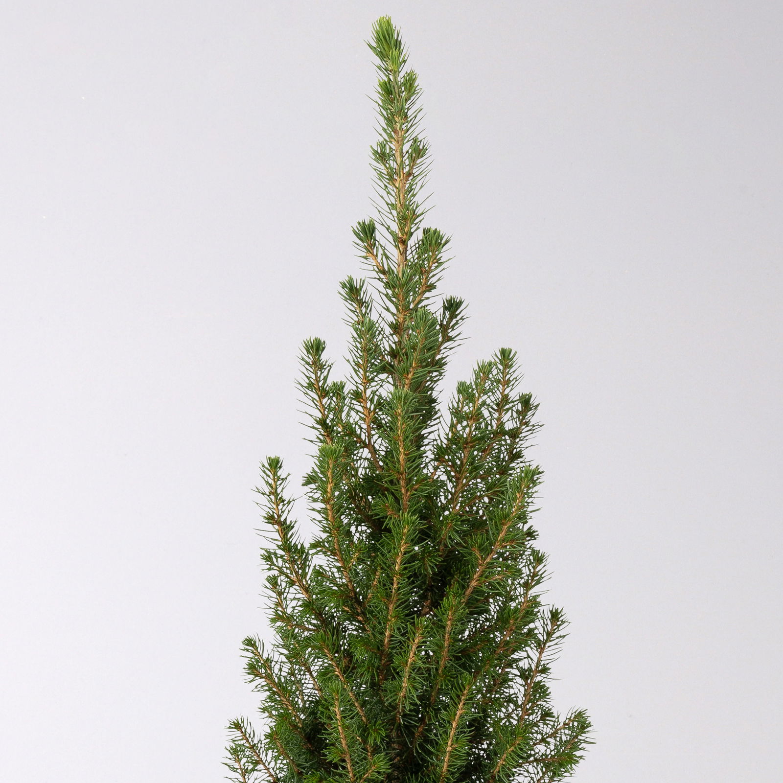 Zuckerhutfichte, Picea glauca 'Perfecta'®, 3er Set, Topf 13 cm Ø