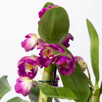 Dendrobium, lila, Topf-Ø 12 cm, Höhe ca. 50-60 cm