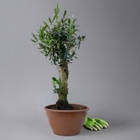 Olivenbaum 'Bonsai', Topf-Ø 20 cm, Höhe ca. 45 cm