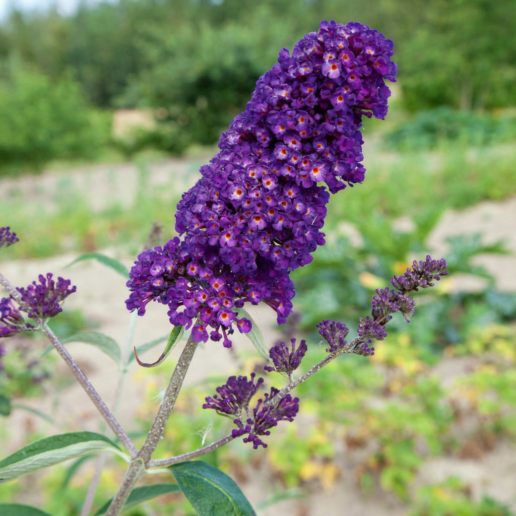 Sommerflieder, Buddleja davidii 'Black Knight', dunkelviolett, Topf 5 lt.