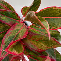 Aglaonema 'Crete', mit Übertopf Dallas weiß, Topf-Ø 12 cm