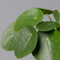 Pilea peperomioides in Topf anthrazit, Topf-Ø 12 cm, H: ca. 20 cm, 2er-Set