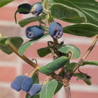 Sibirische Blaubeere, Lonicera kamtschatika 'Blue Velvet'®, Blüte weiß, Früchte dunkelblau, Topf 5 l