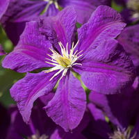 Clematis 'Etoile Violette', 2er-Set, violett, Höhe 60-80 cm, Topf 2 Liter