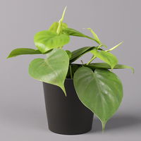 Philodendron scandens in Topf Dallas anthrazit, Topf-Ø 12 cm, Höhe ca 20 cm