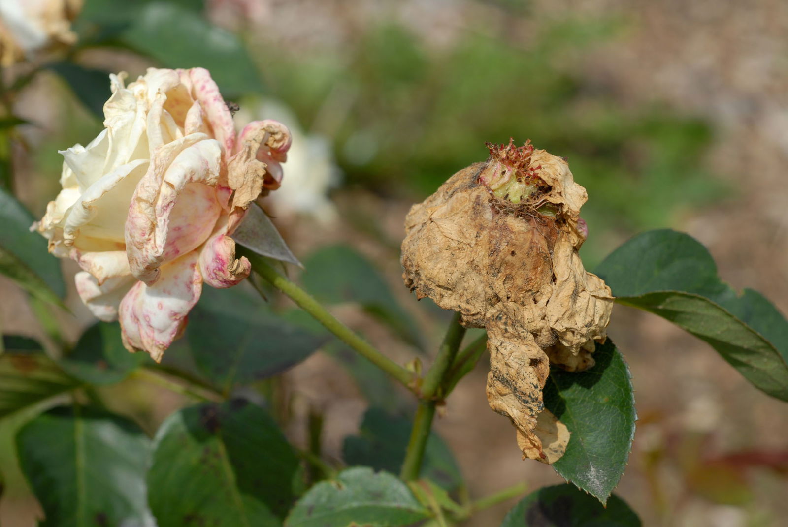 Grauschimmel auf Rose