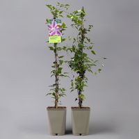 Clematis 'Dr. Ruppel' hellrosa mit pinkem Streifen, Topf 2 Liter, 2er-Set