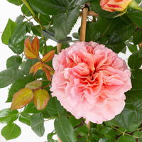 Duftende Edelrose 'Augusta Luise®', rose-aprikot, Doppelbogen, Topf 7,5 Liter