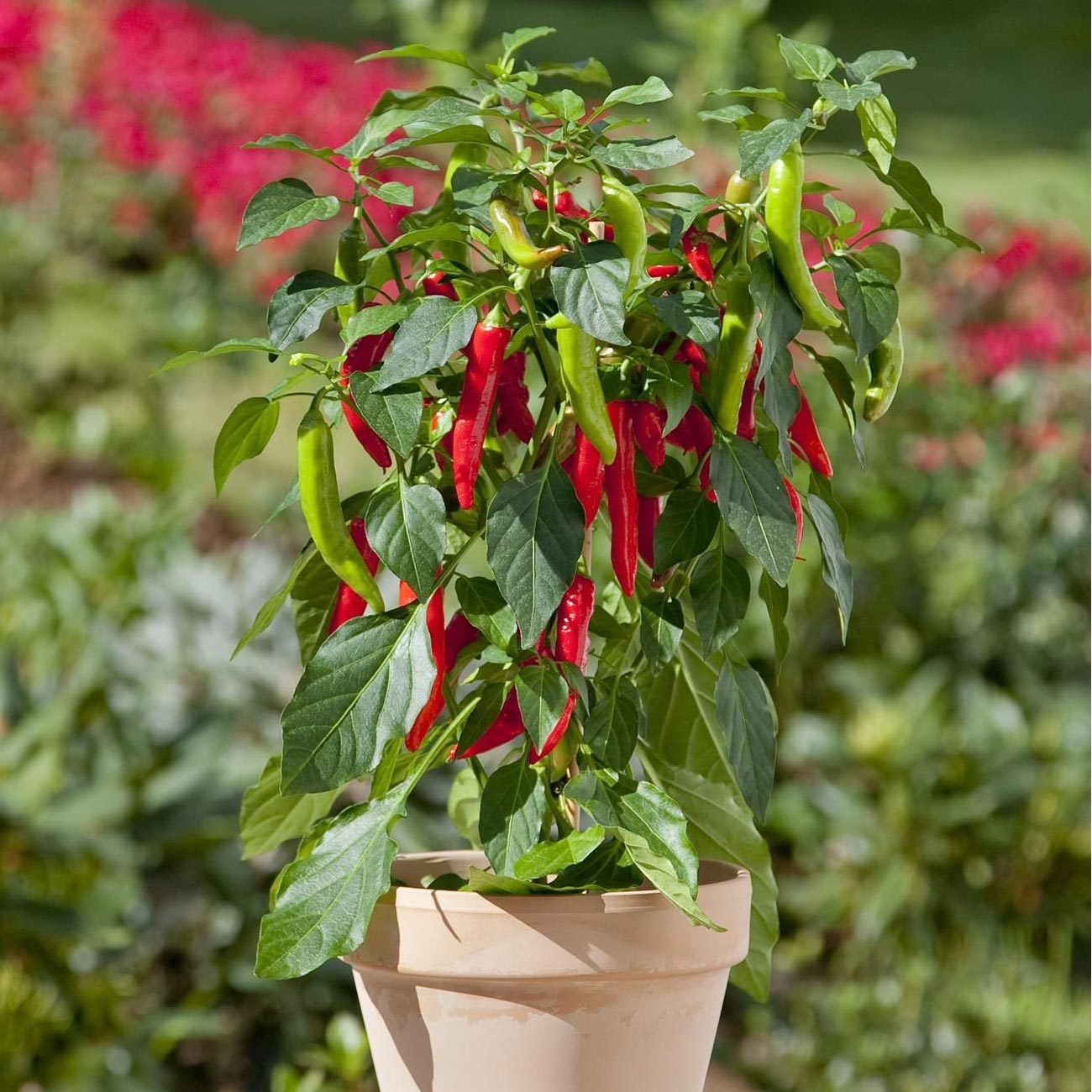 Blu Bio Chilipflanze Zwerg-Chili, Topf-Ø 12 cm, 3er Set