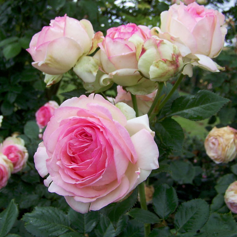 Strauchrose 'Eden Rose®', hellrosa, Topf 5 Liter