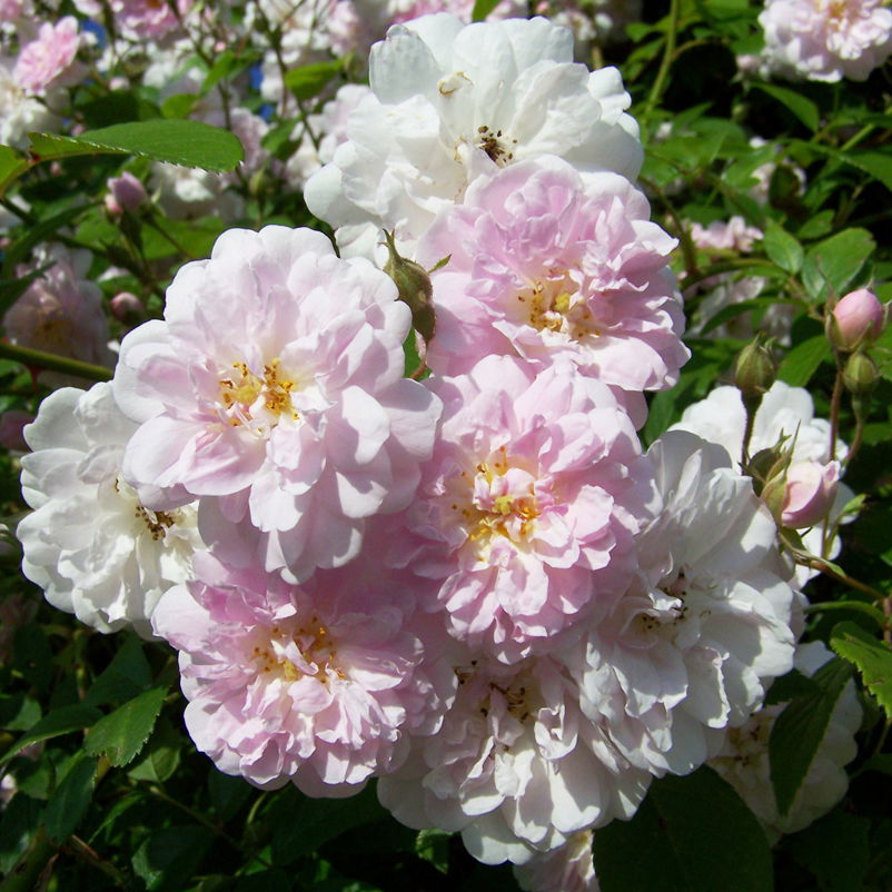 Ramblerrose 'Paul's Himalayan Musk', rosa-weiß, Topf 5 Liter