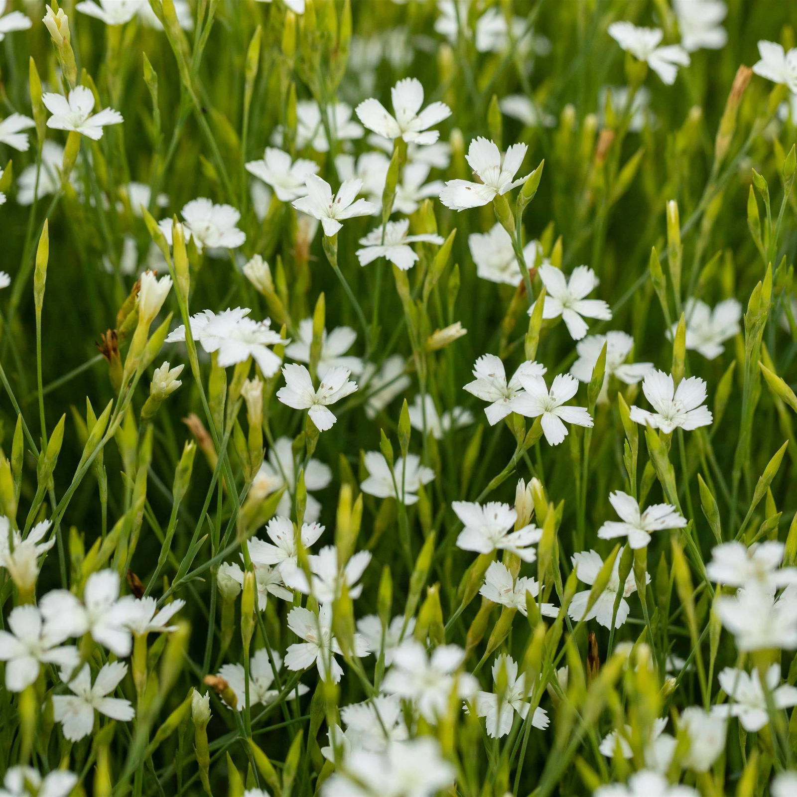 Bio Dianthus deltoides 'Albus' weiß, Topf-Ø 11 cm, 3er-Set