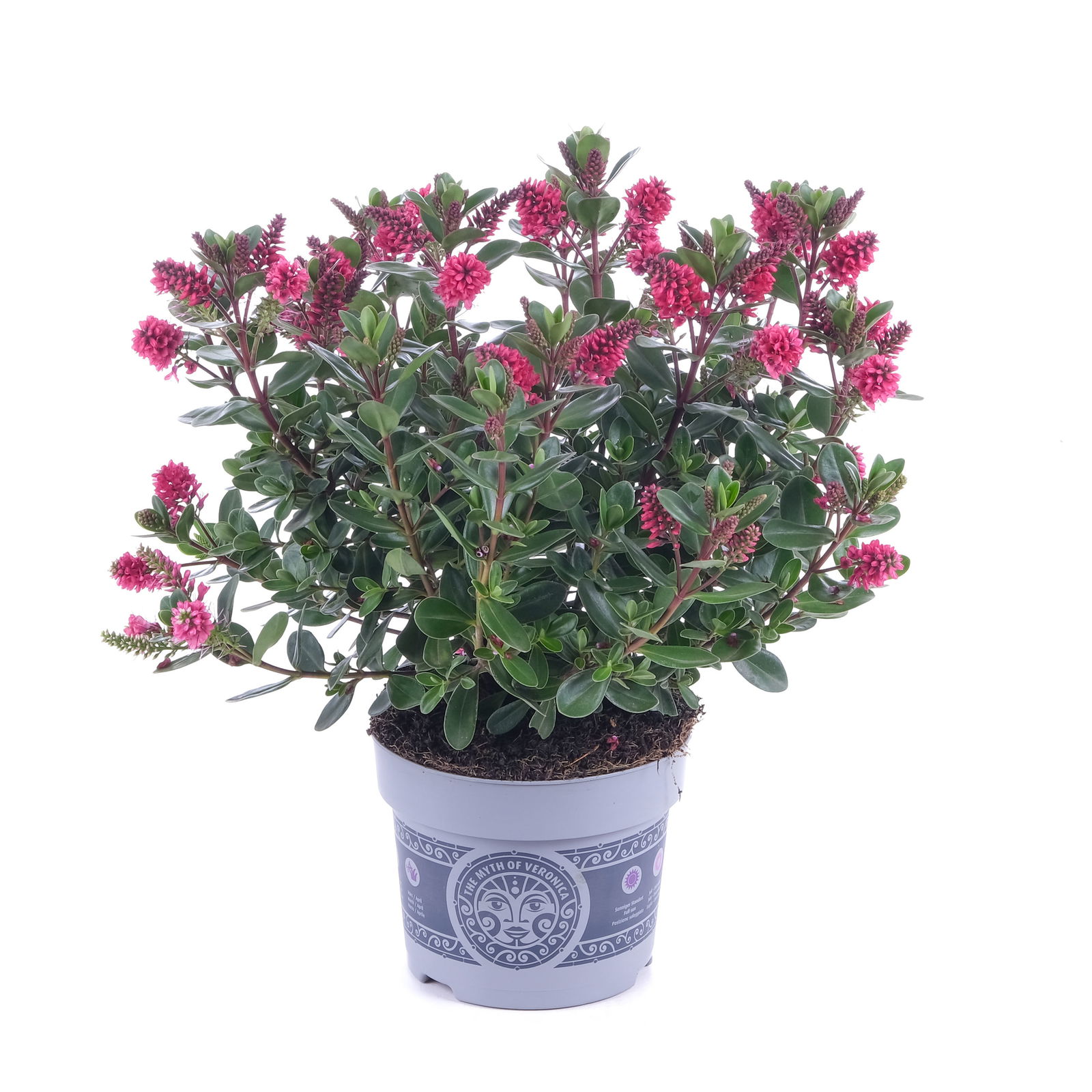 Hebe 'All Blooms®' rot-pink, Topf-Ø 12 cm, 3er-Set