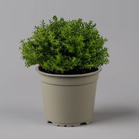 Hebe 'Greenboys®', Mix zufällig, Topf-Ø 12cm, 6er-Set