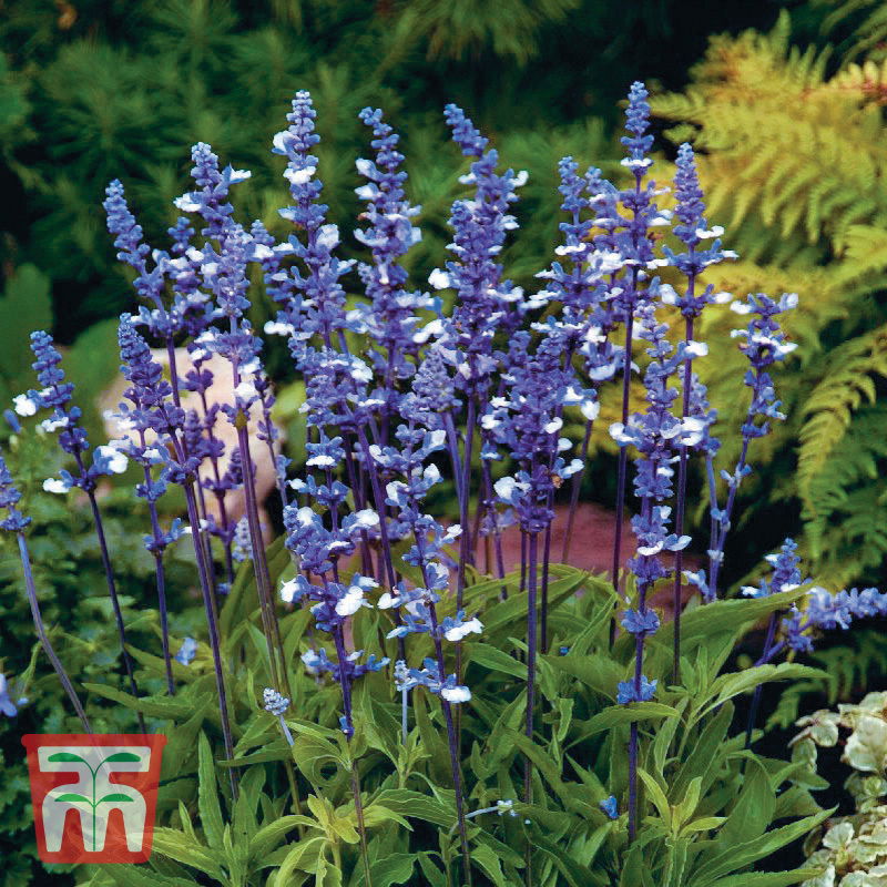 Ährensalbei (Salvia farinacea)  Fairy Queen / lange Blütenzeit, einjährig