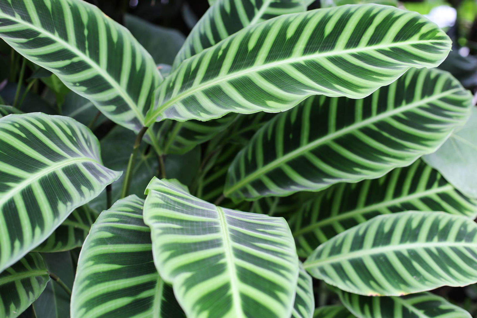 Calathea