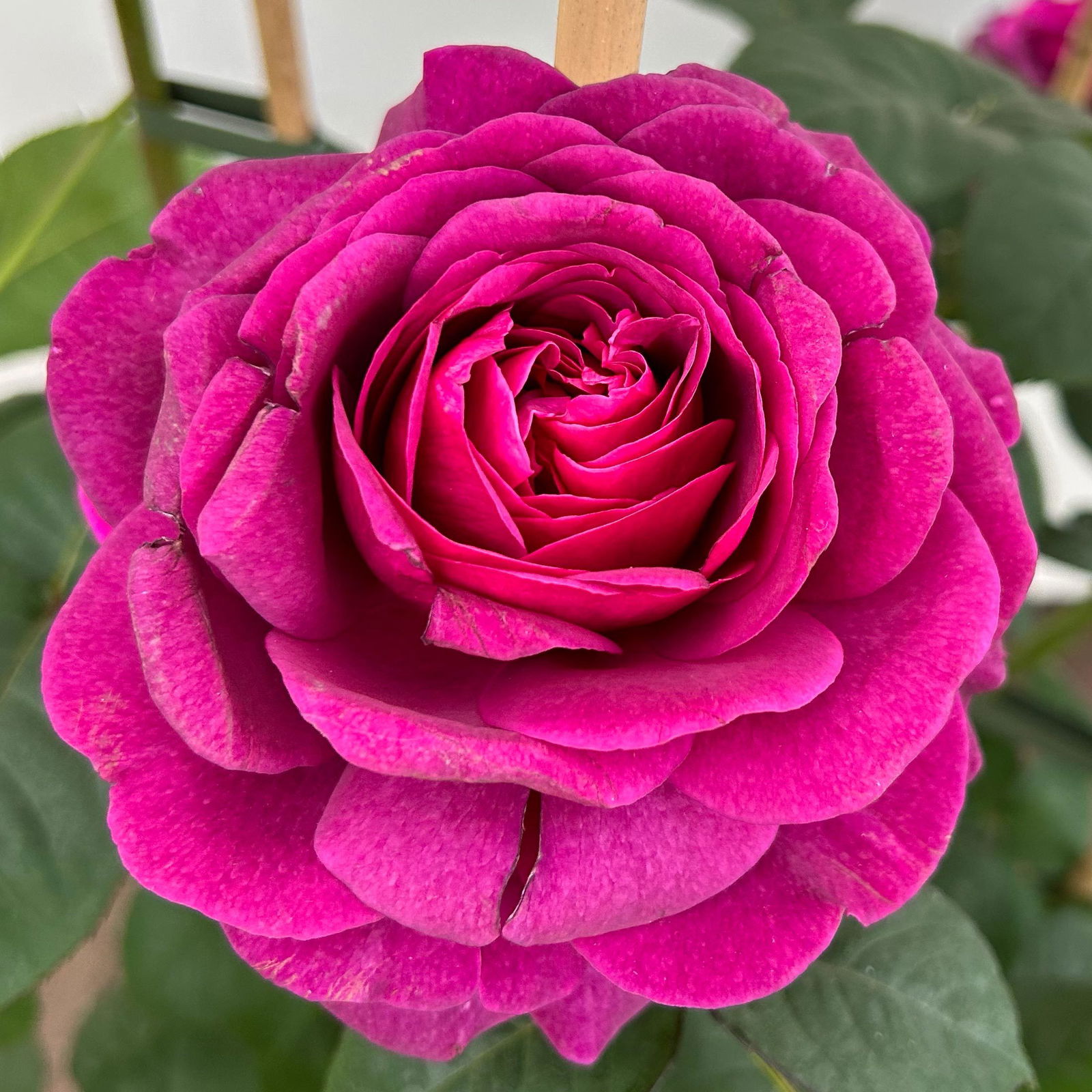 Duftende Edelrose 'Laudatio'®, purpur-pinkviolett, Doppelbogen, Topf 10 Liter